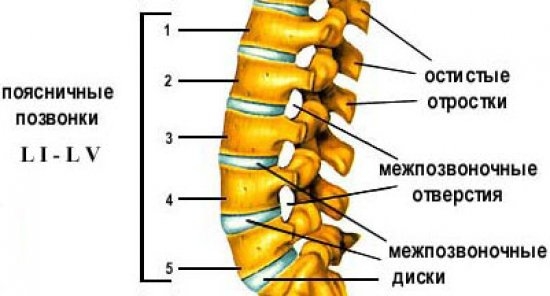 Позвонок l1 где находится фото у человека